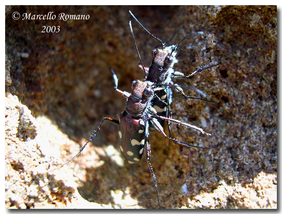 Omaggio alla pi bella cicindela di Sicilia: Calomera lugens